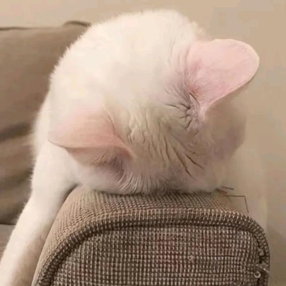 咪啾剪辑