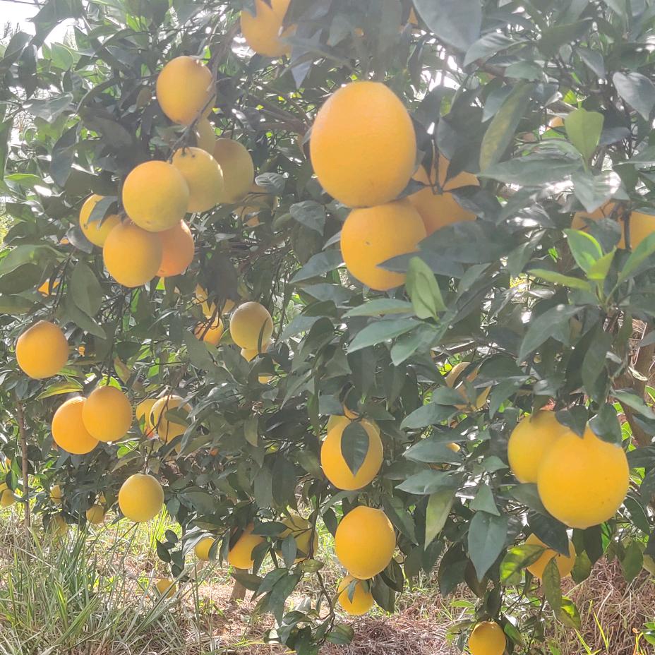 方地于都-包脑山