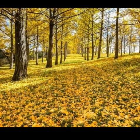 卧龙--流星归来