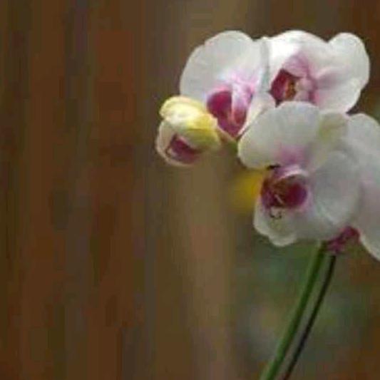 芬芳