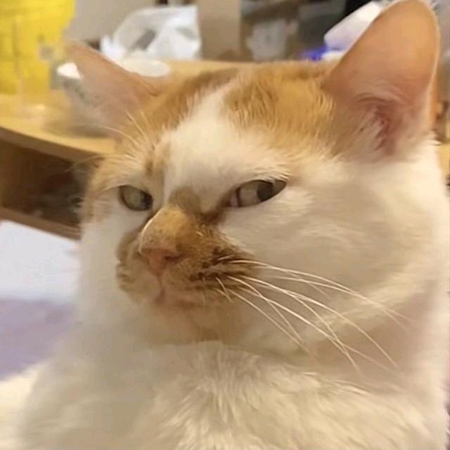 ─ 展开250条回复 ⌵