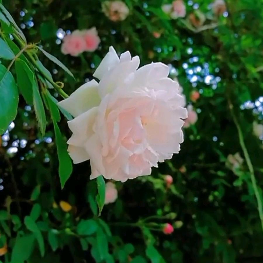 橙