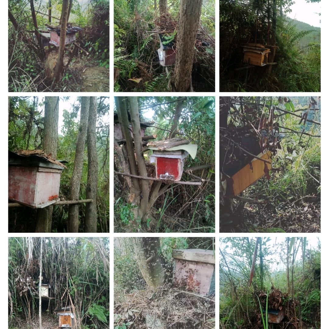 深山土蜂蜜。