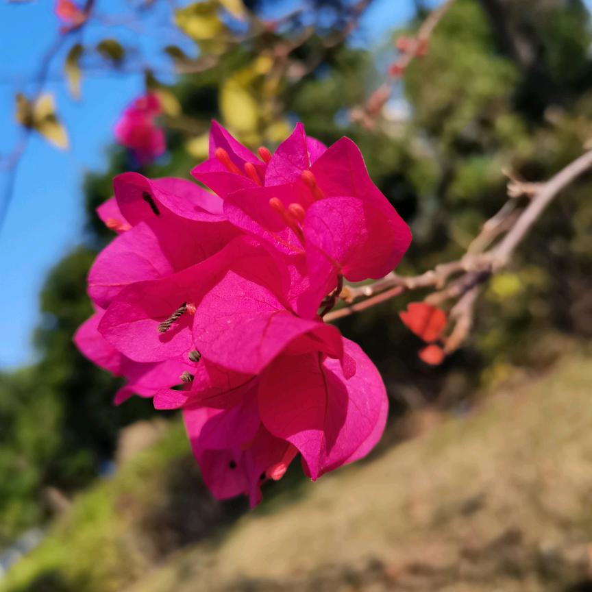 Miss 陈