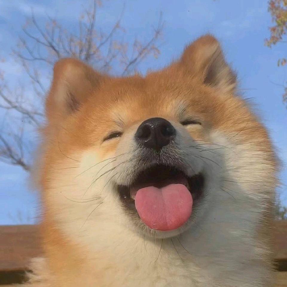 柱子狂想曲🎶（订台版）