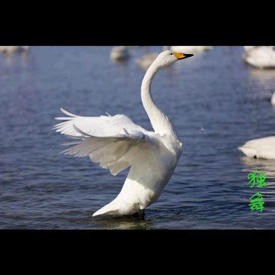 用户开心快乐70818253