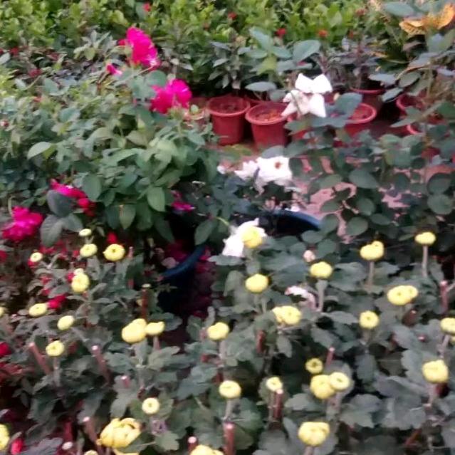 无言的伤痛
