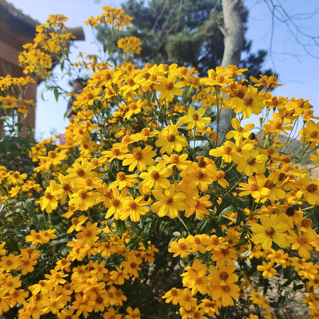 花花优选🌸