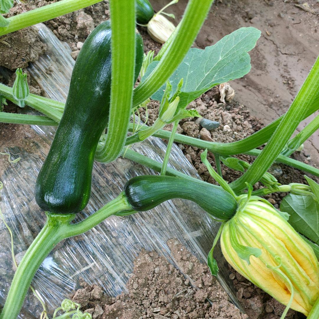 嵩县种菜大叔