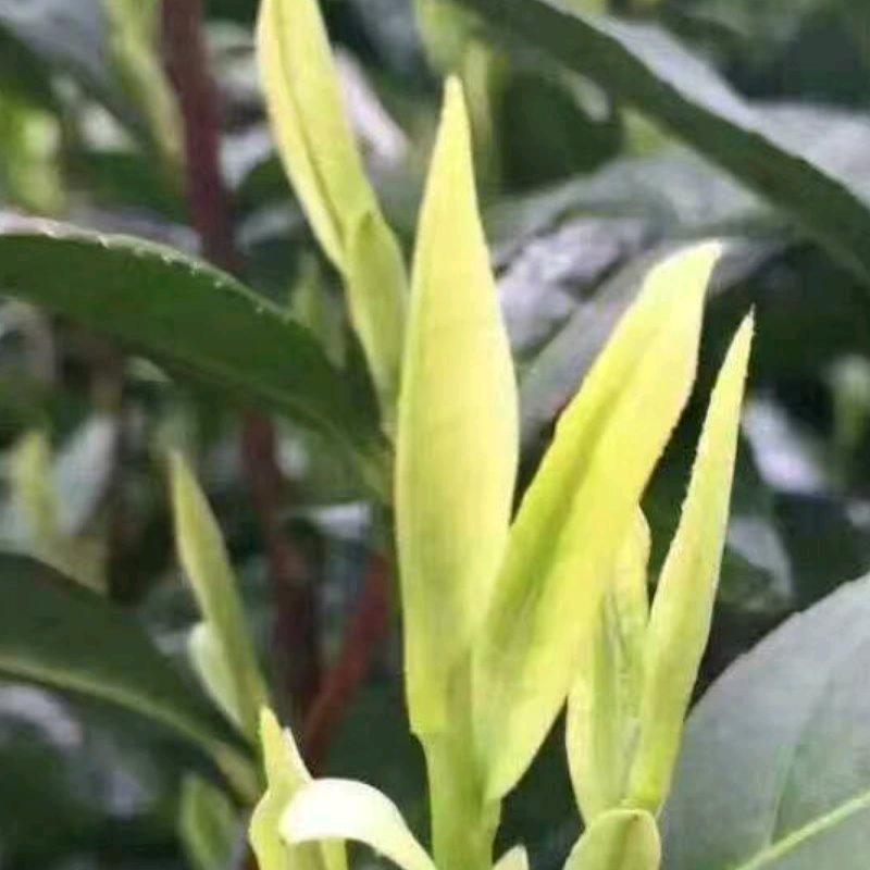 有机白茶绿茶采摘园