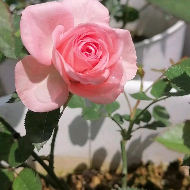吉源~Li花