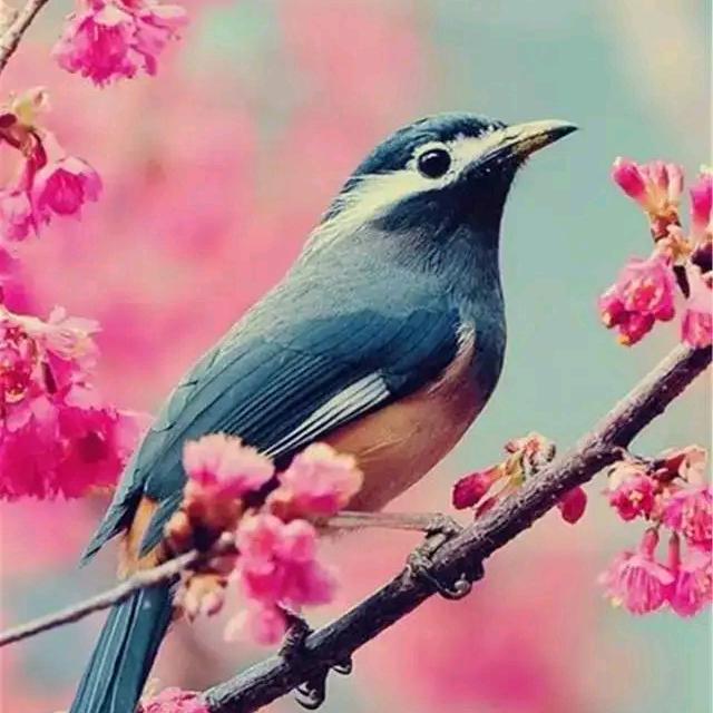 💜伱是風💜