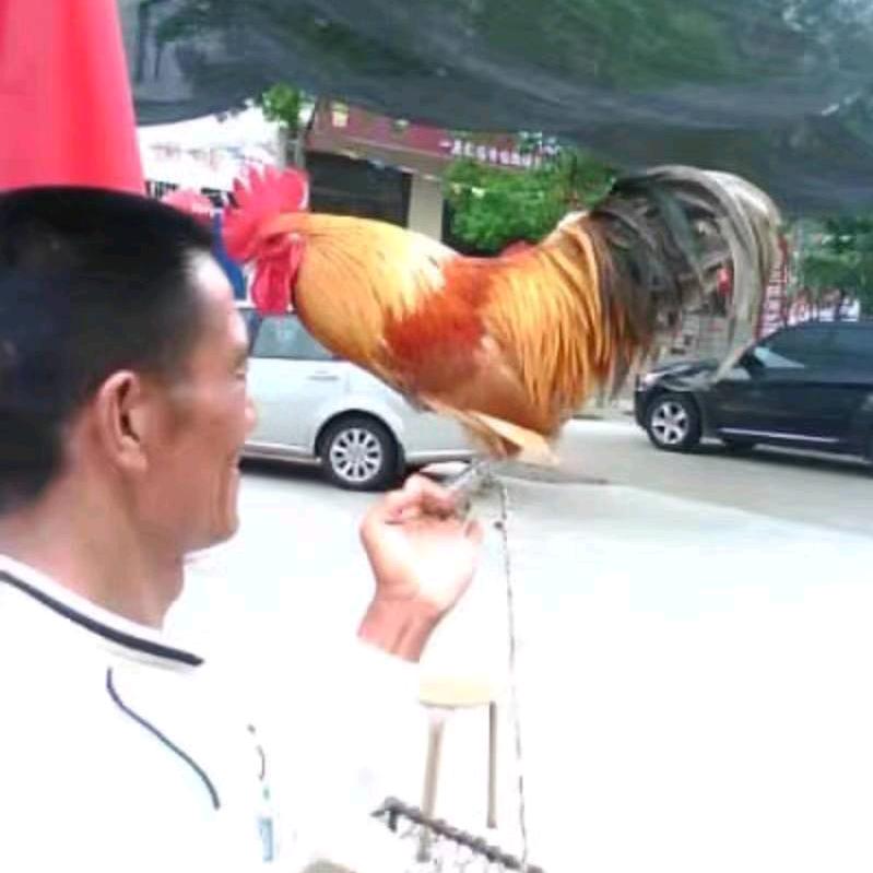 皇藏峪三锅演艺饭店老纵