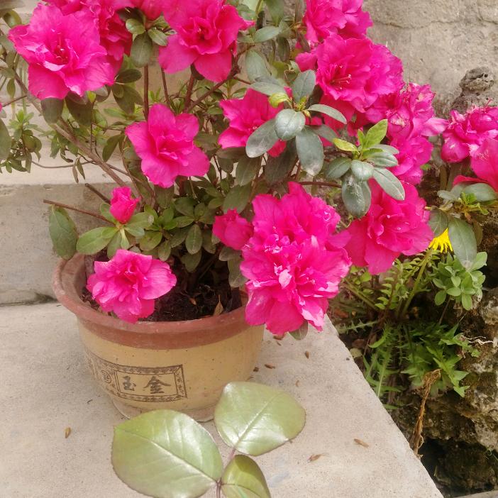 光明正大邓希锋58