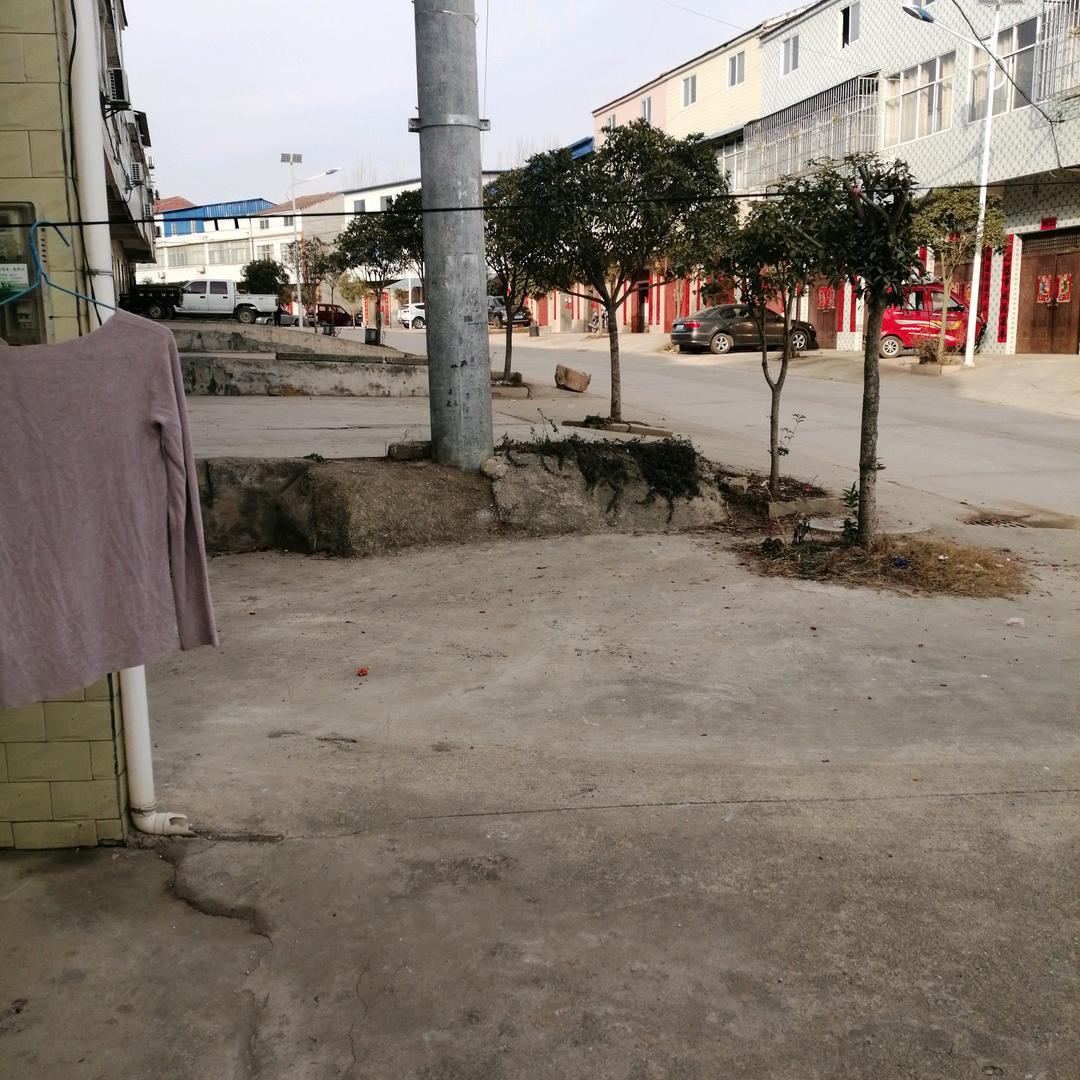 不老松