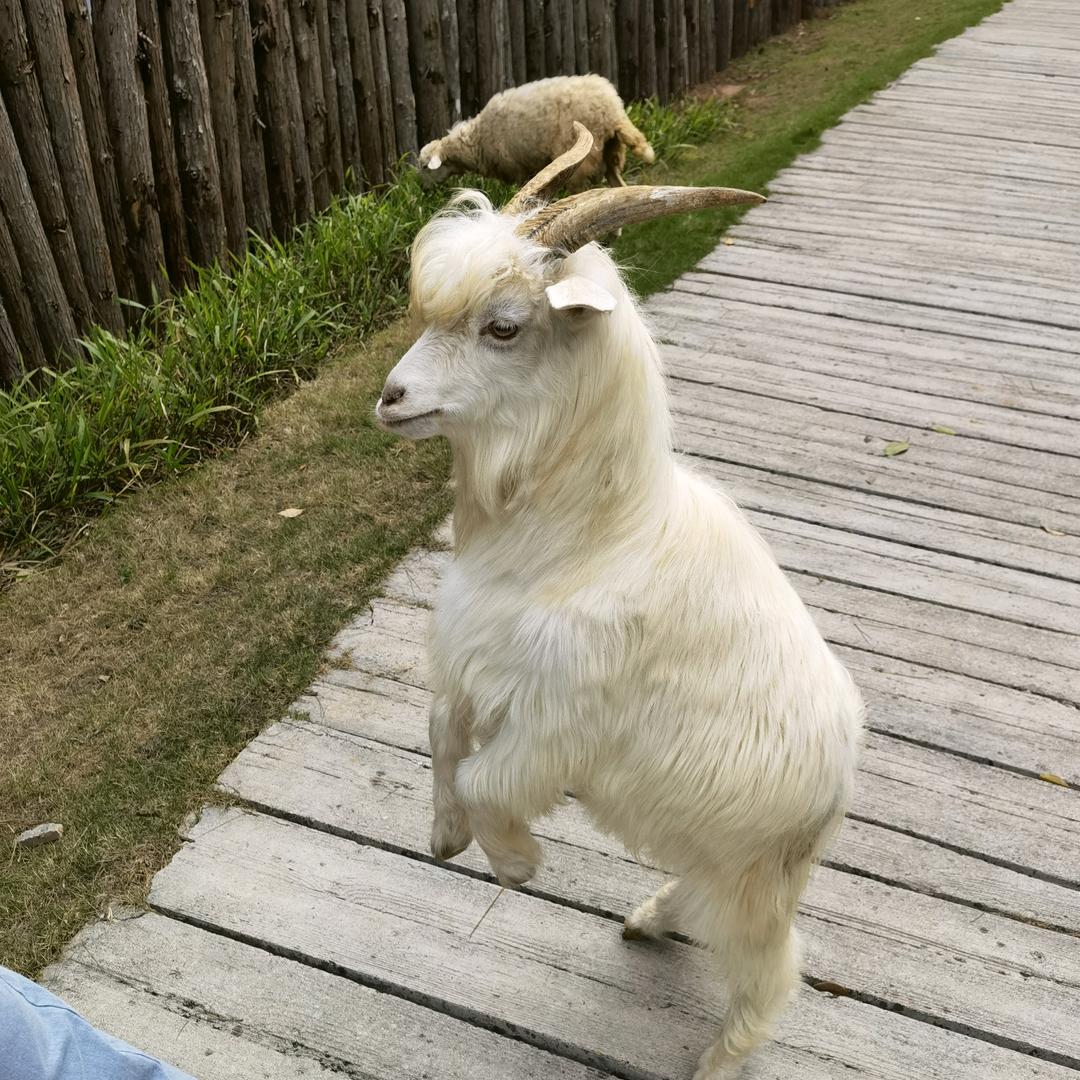 可爱的懒猫