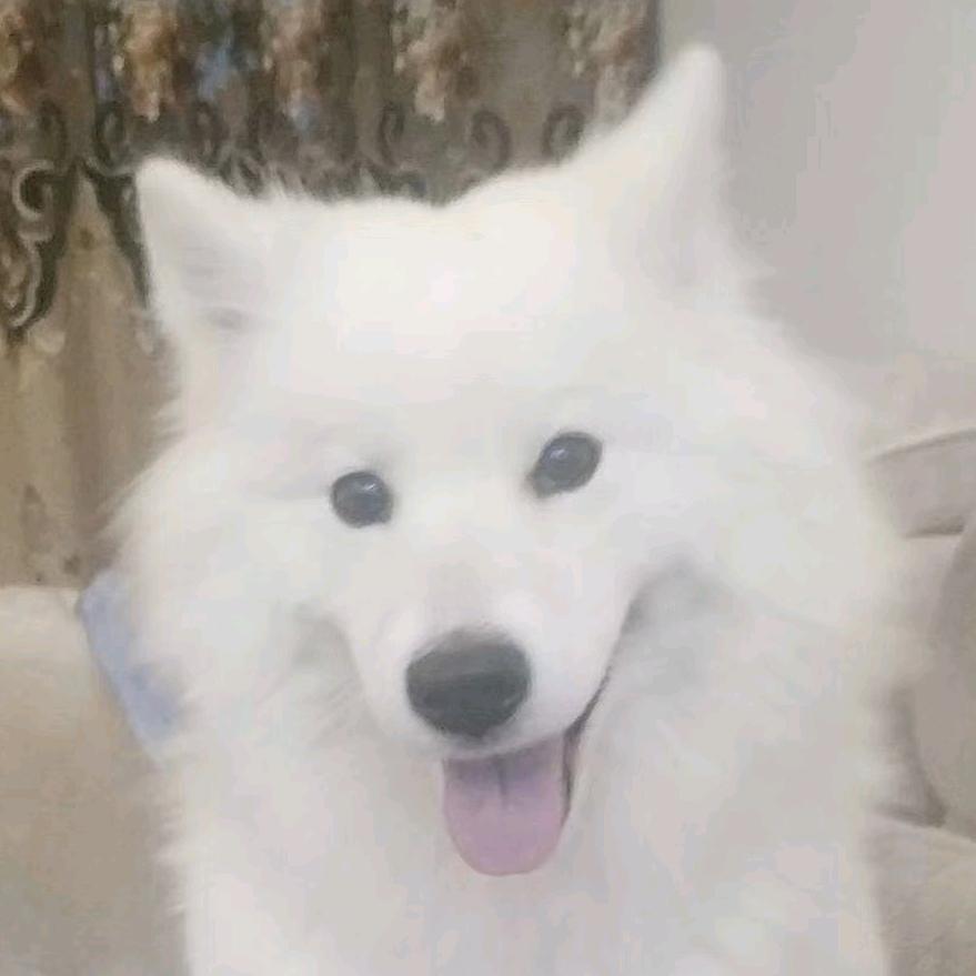 广小胖_