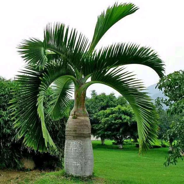 开心快乐