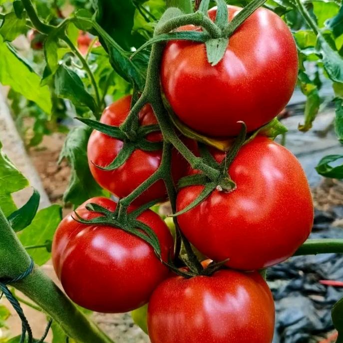 三迁菜宝宝高端水果西红柿