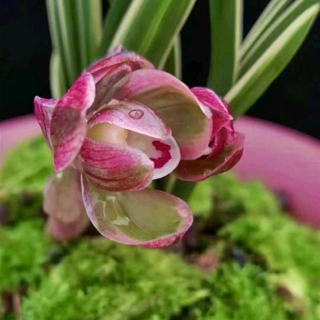 雅香源兰花