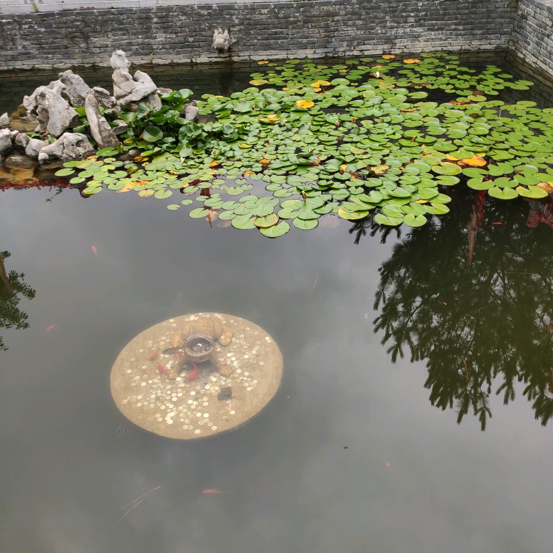 娟娟