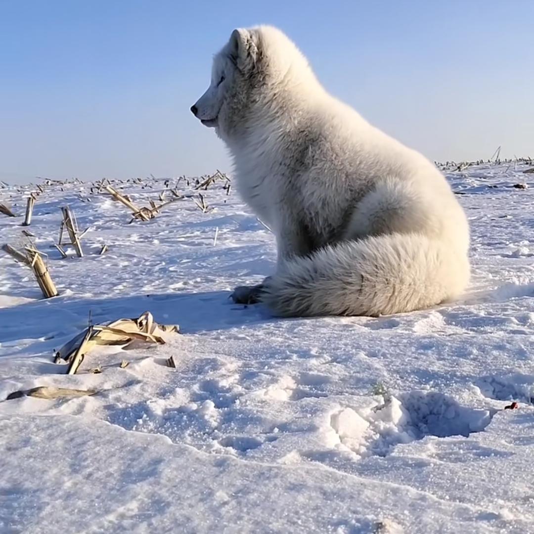 一片冰心在玉壶