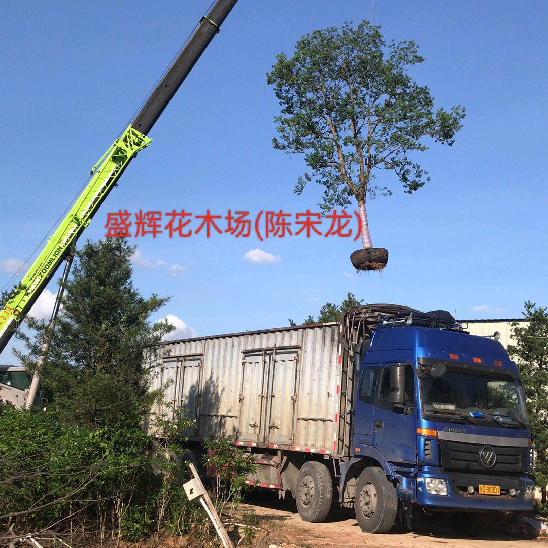 揭阳盛辉花木场