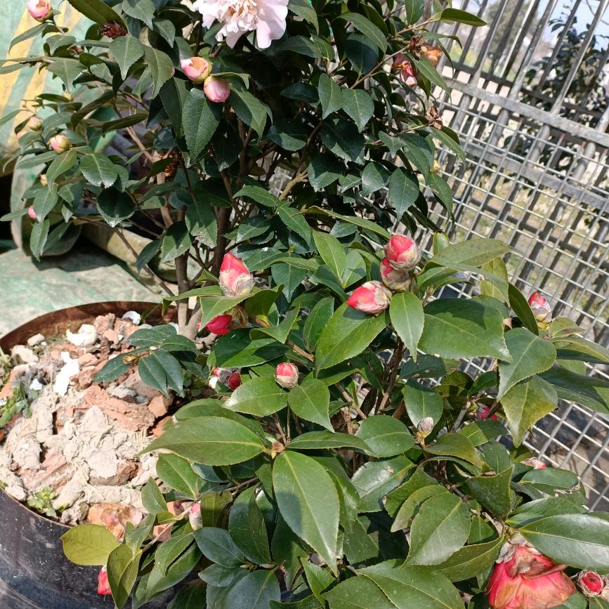 以今醒悟
