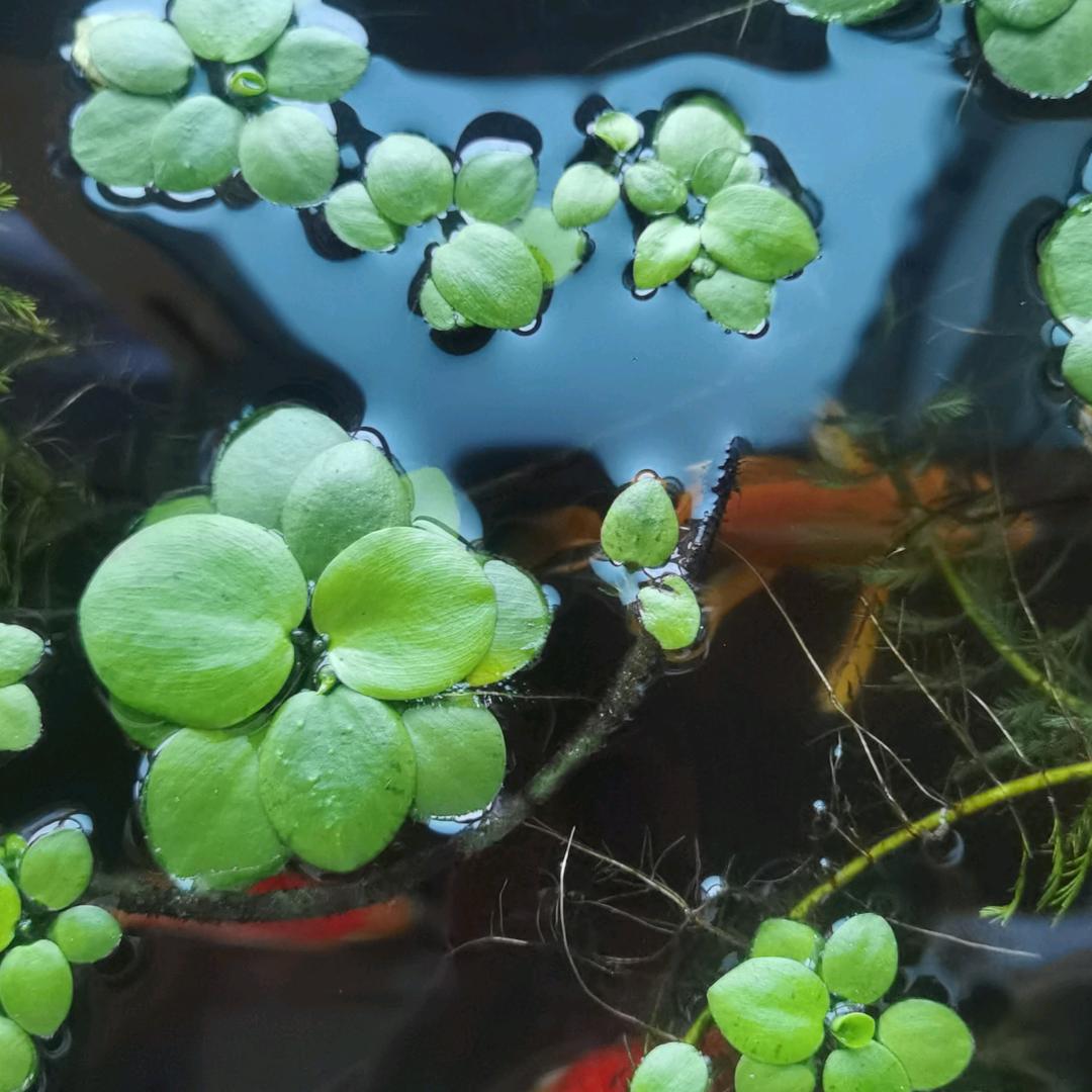 鱼水情