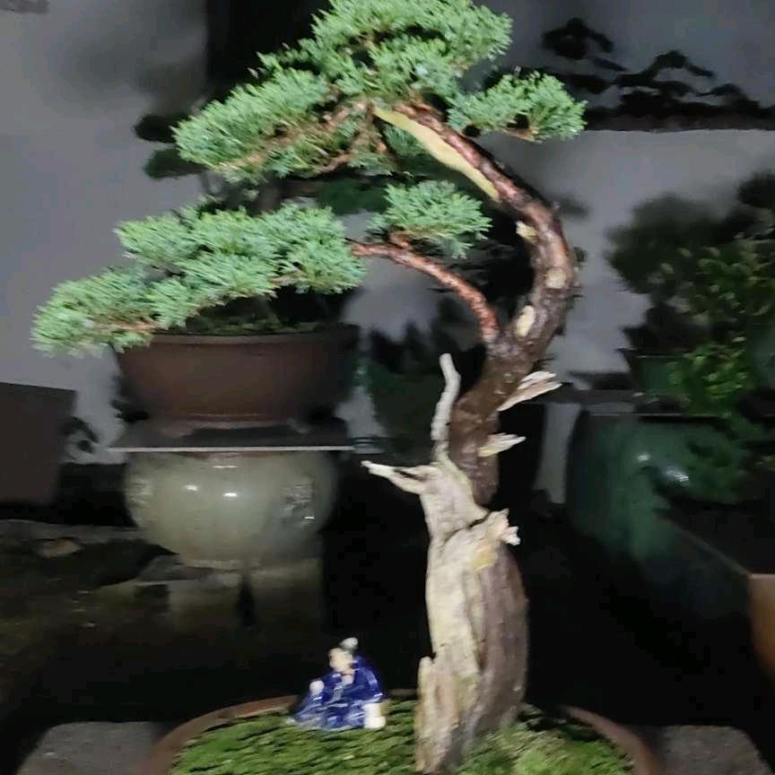 宁国盆景徐波