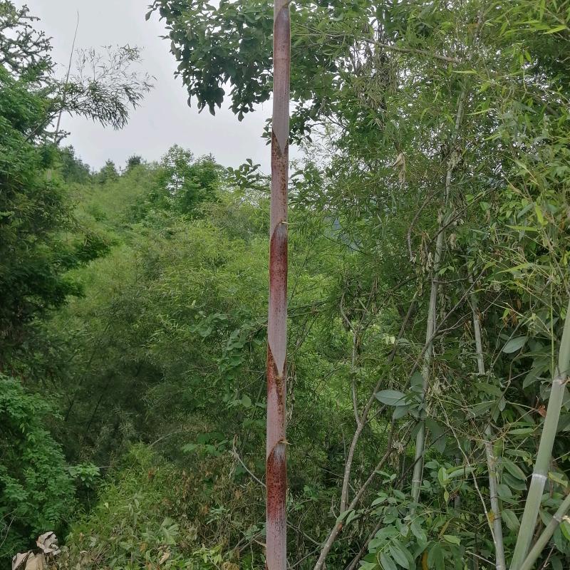 你好