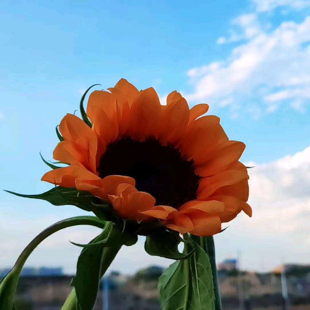 🌱静待花开