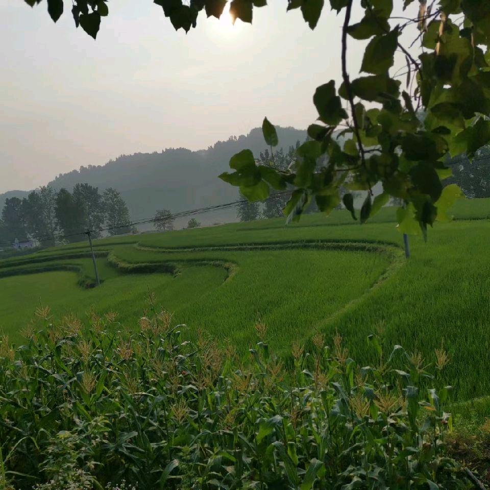 西海明珠