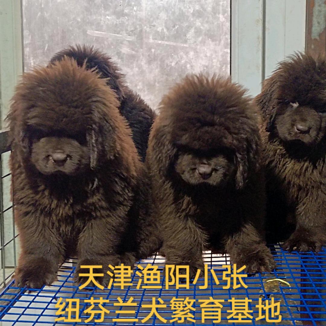 天津金健源🥇纽芬兰水上救援犬