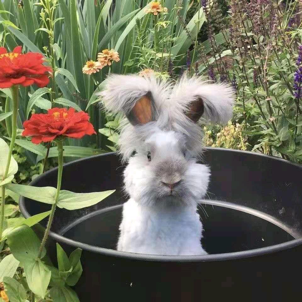 兔子不吃胡萝卜