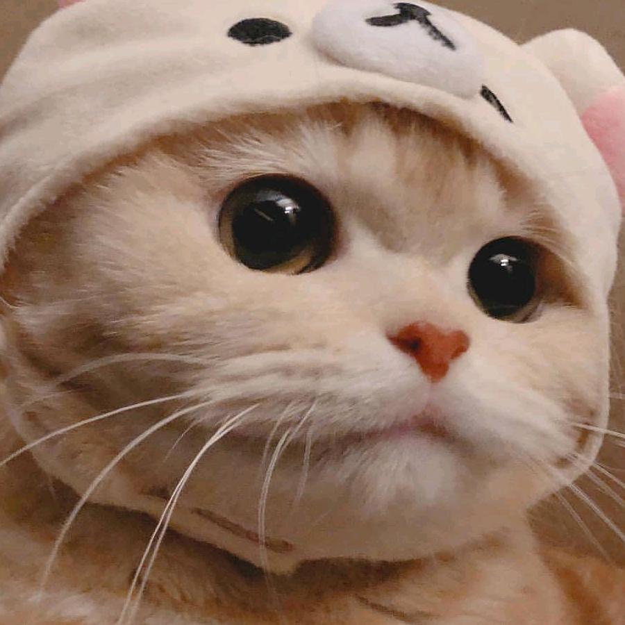 三七头像