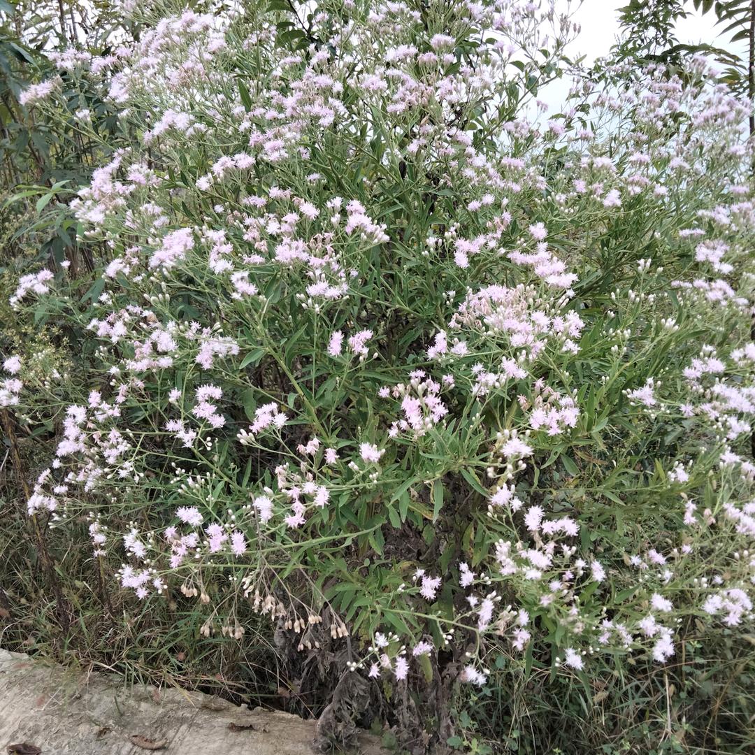 李