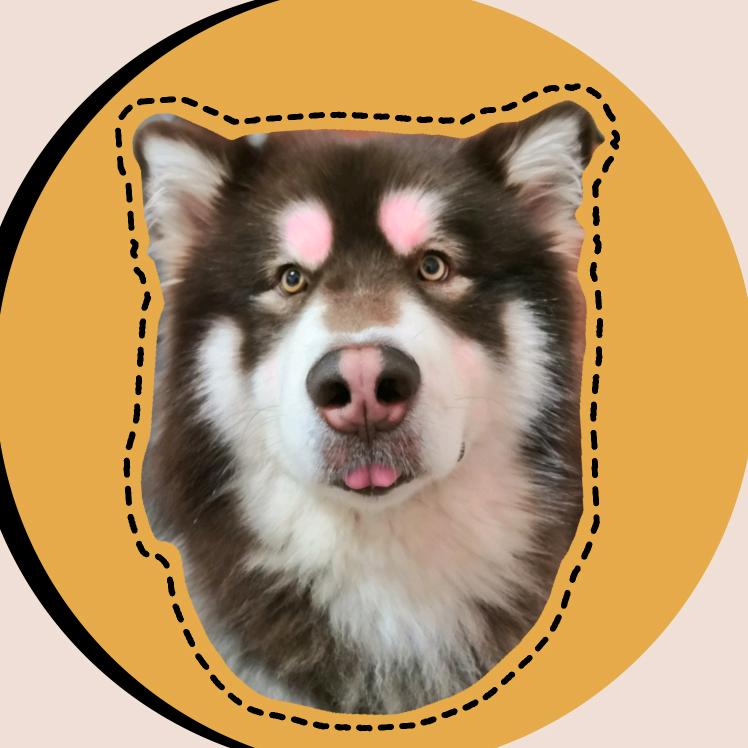 皮蛋超搞笑🐶