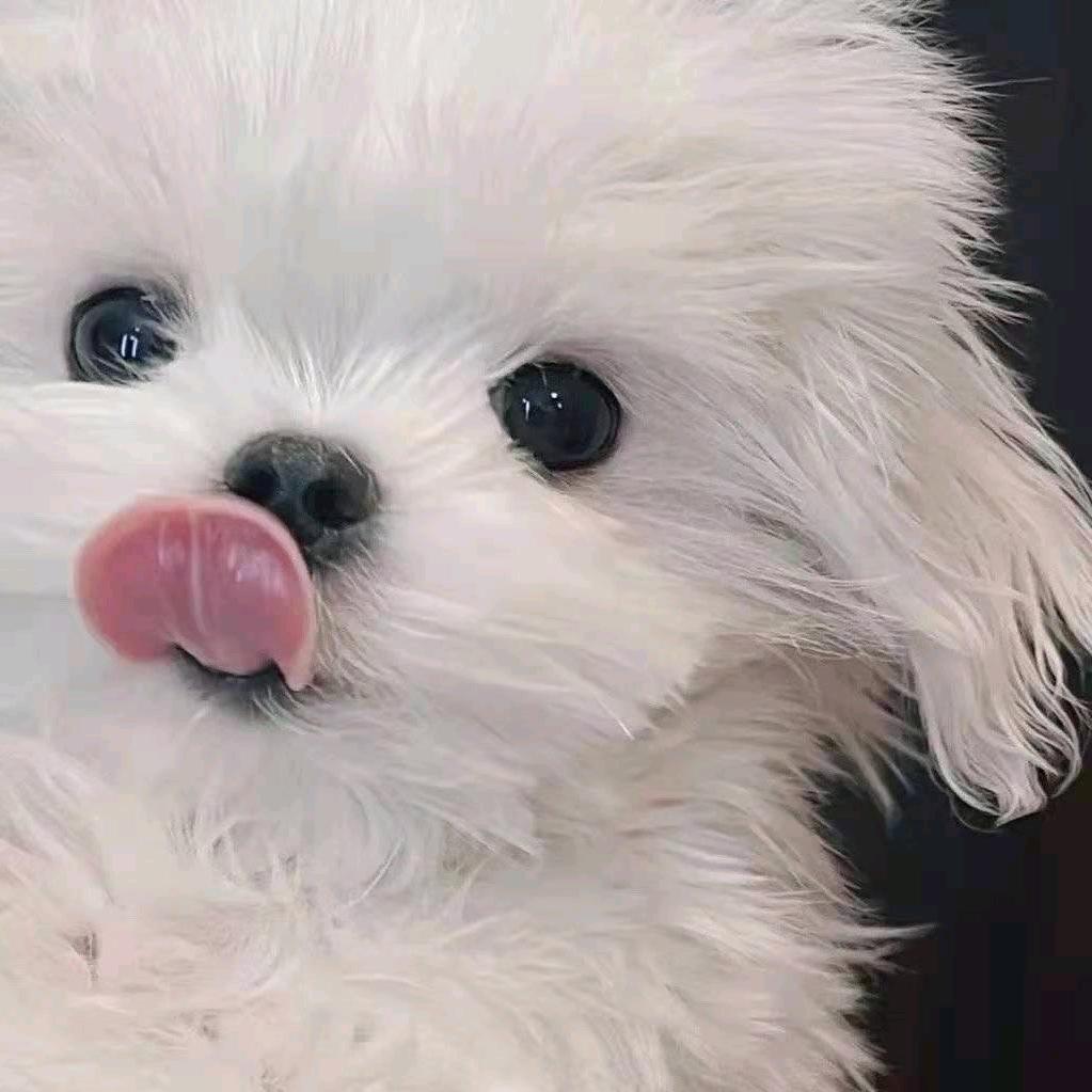 忧郁牛角包