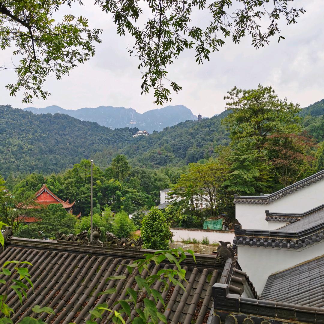 🌧️南有嘉木🌴