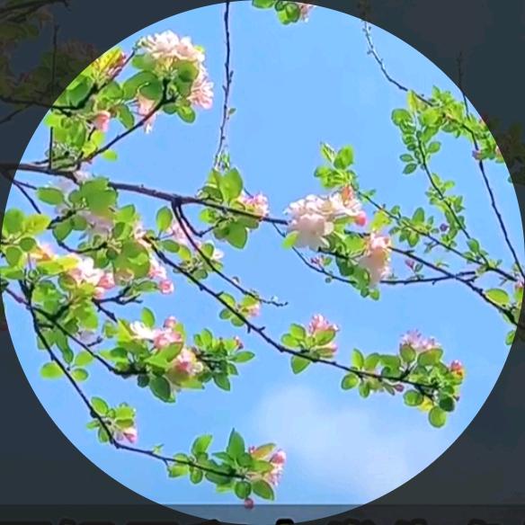 五步曲