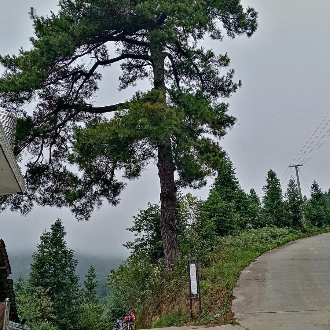 千年树罗子山茶叶梁师傅