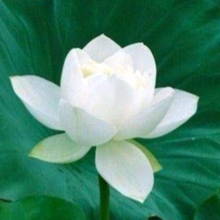 娟子♛