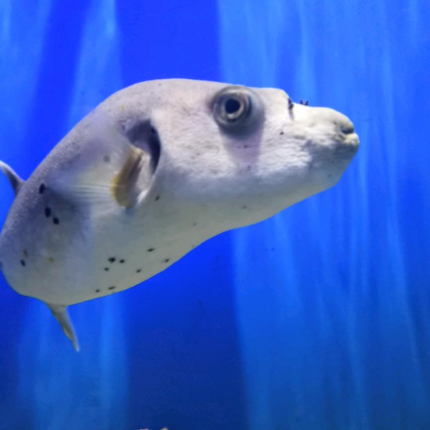 范思哲～的范儿