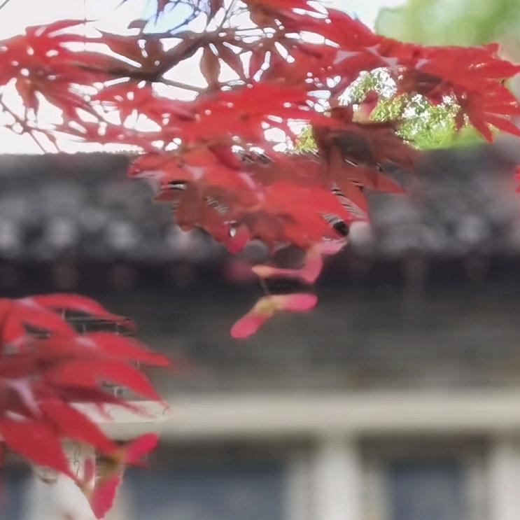 晨风cf
