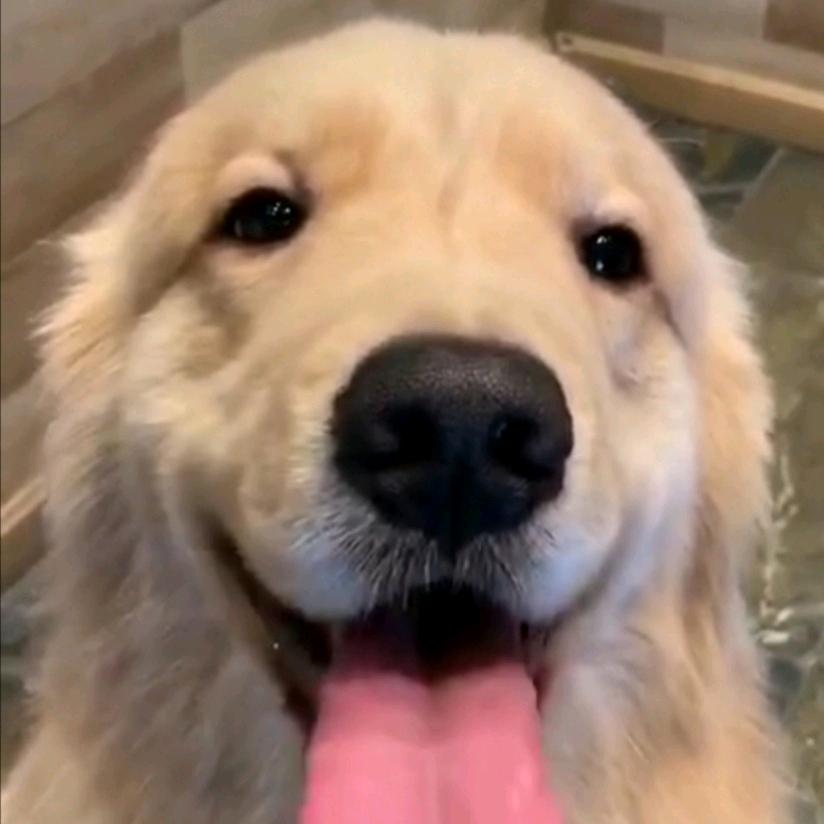 垂柳隐陌洛城东