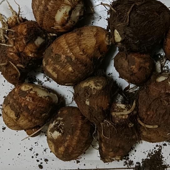 魏林80后农民，种植销售，芋头，生姜
