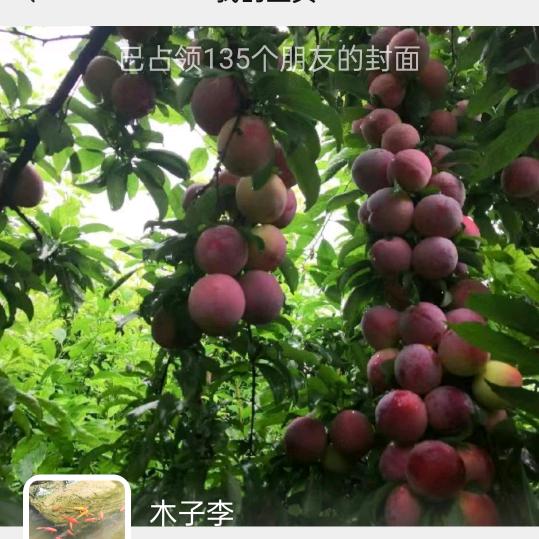 唯美的范儿
