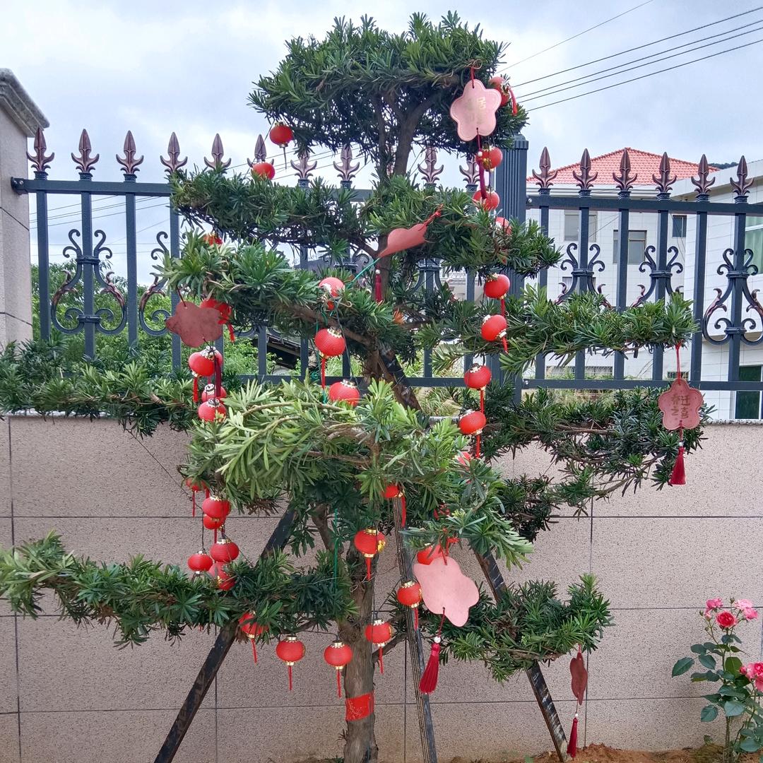 希望的明天，182282180A