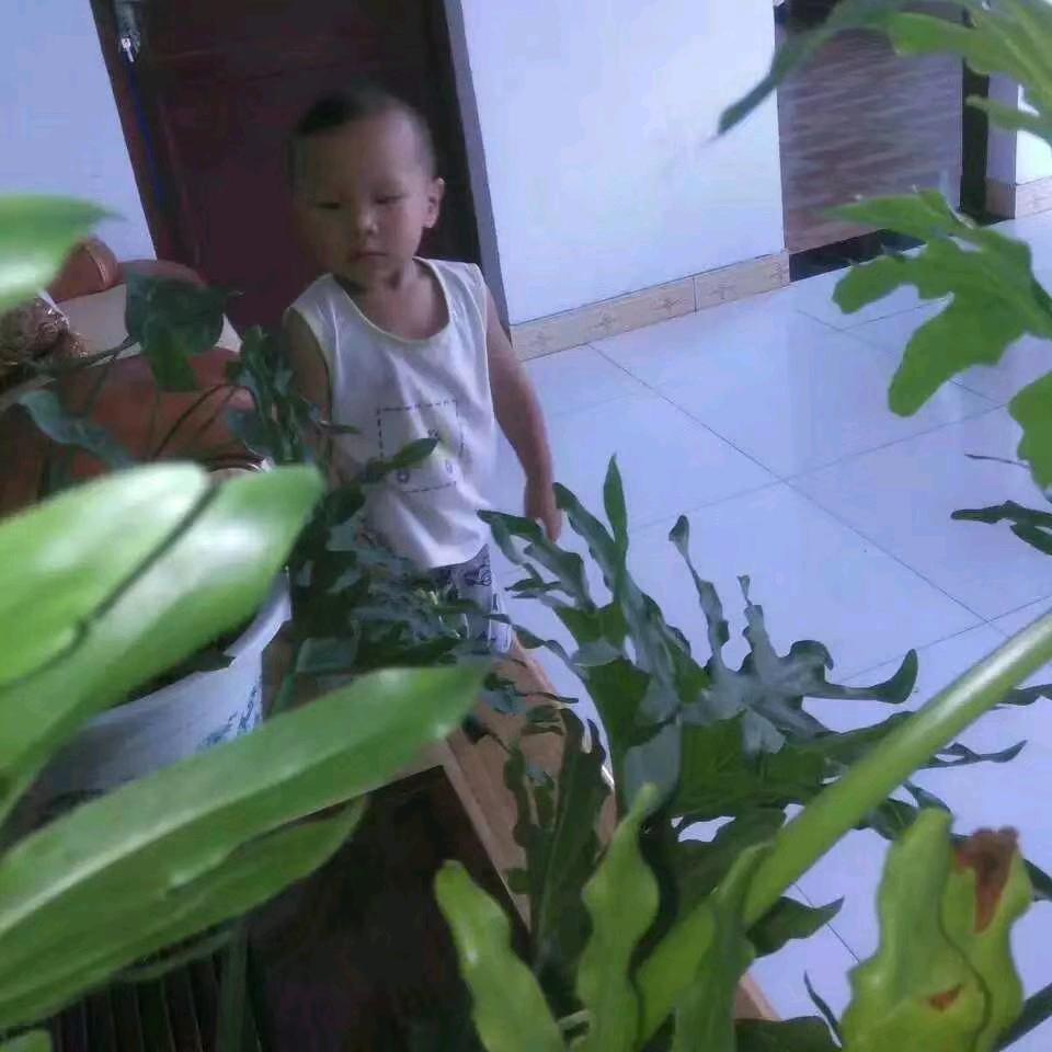 自在的单身汉